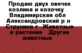 Продаю двух овечек,козлика и козочку. - Владимирская обл., Александровский р-н, Струнино г. Животные и растения » Другие животные   